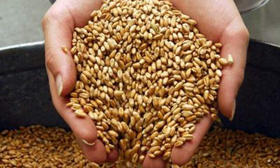 vtadzhikistanesobranookolo695tystonnzernovyh