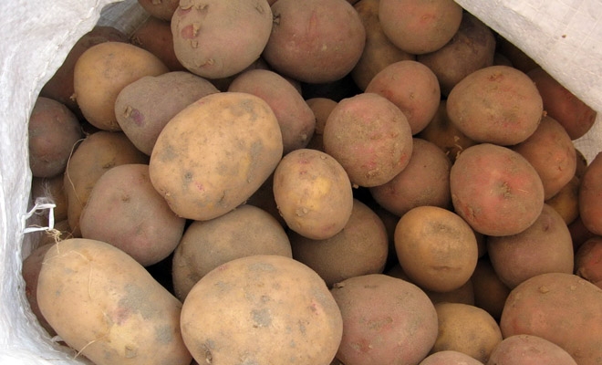 vtadzhikistanesobranoprimerno425tyskartofelya
