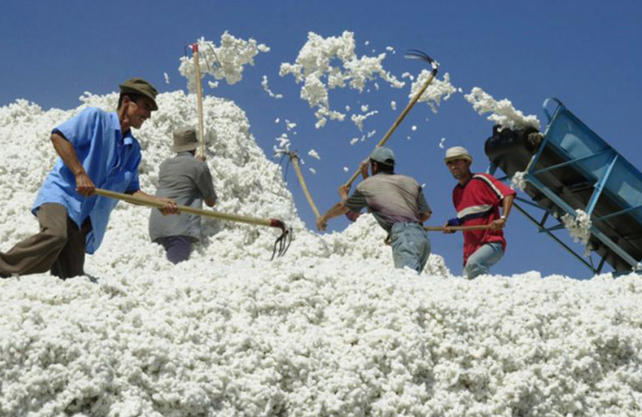 vtadzhikistanesobranosvyshe1285tystonnhlopka