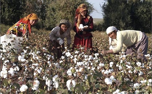 vtadzhikistanesobranosvyshe21tystonnhlopkasnachalakampanii