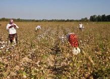 vtadzhikistanesobranosvyshe8tystonnhlopka_0