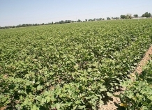 vtadzhikistanezavershaetsyasevhlopchatnika_0