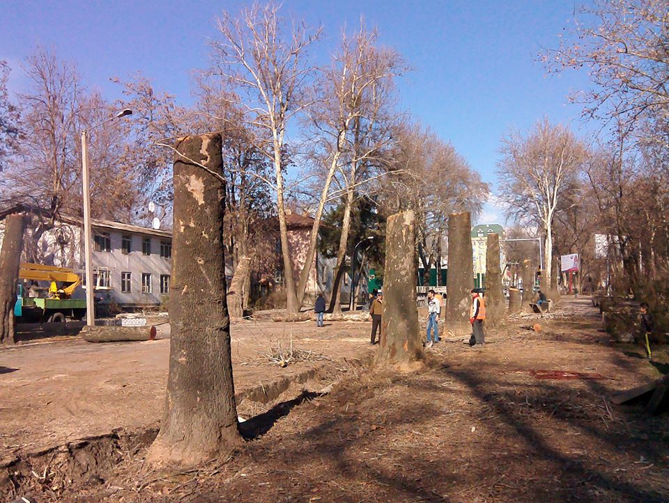 vyrubkaderevevpobehzodu