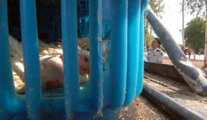 vyugo-vostochnoyaziipoyavilsyanovyyvirusptichegogrippa