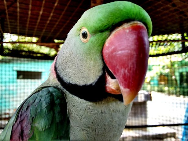 MAIN-Close-Up-Of-Parrot-In-Cage
