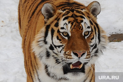 90480_Chelyabinskiy_zoopark_Raznaya_skotina_Chelyabinsk__tigr_250x0_963