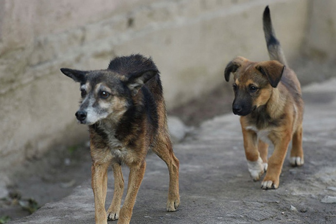 ba2ea00339436c04a05324cbf79feb5c