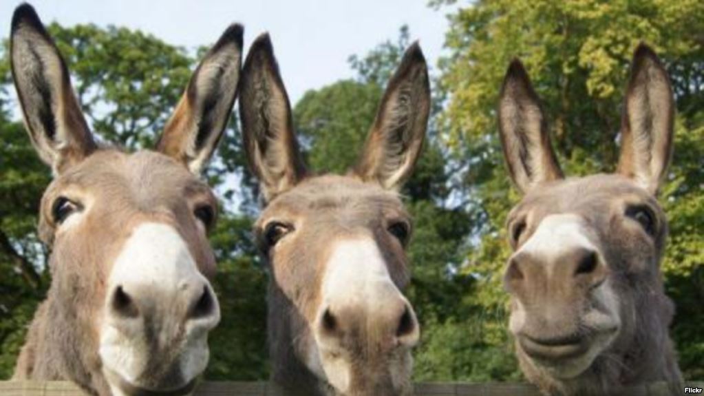 405DAA54-D113-4B87-B3D9-6175301C9D0A_w1023_r1_s