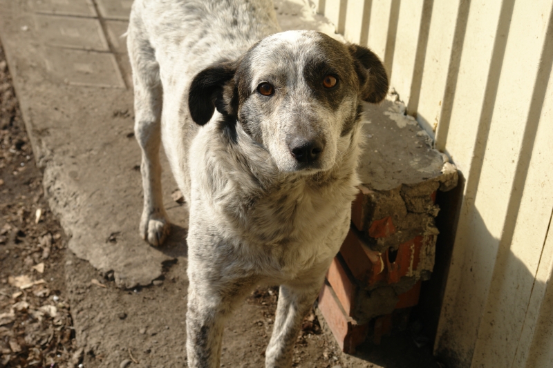 meriya_krasnoyarska_vydelit_4_7_mln_rubley_na_otlov_bezdomnyh_sobak