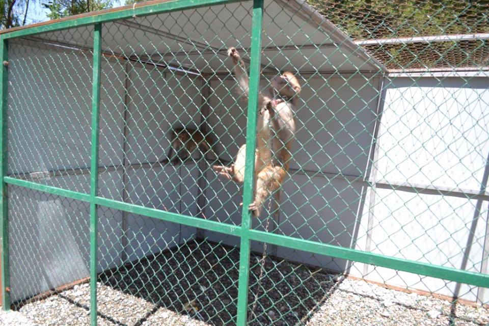 33642764_251757675567321_6763491799391535104_n