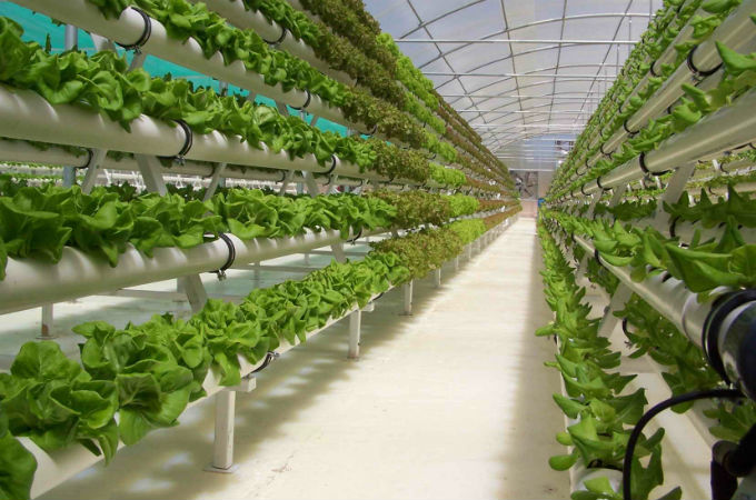 7a9d7a9-hidroponika-1