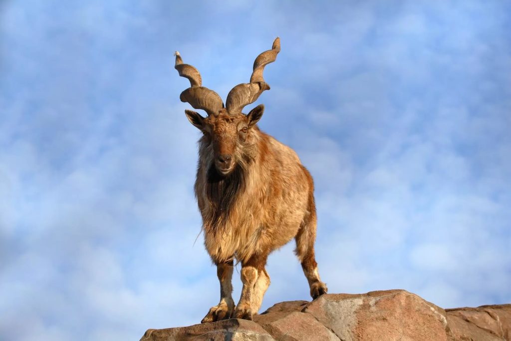 vintorogij-kozyol-ili-marxur-1024x683