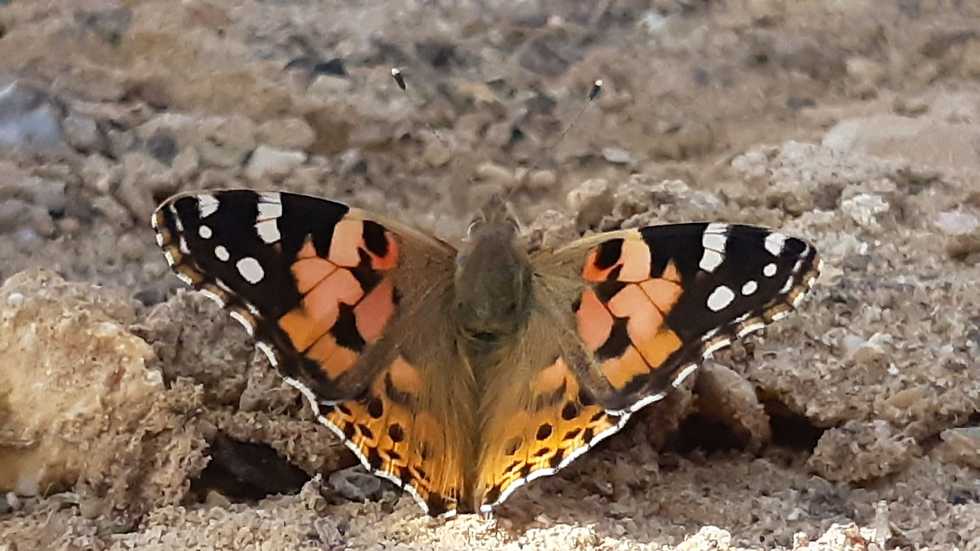 91366250100074980551no