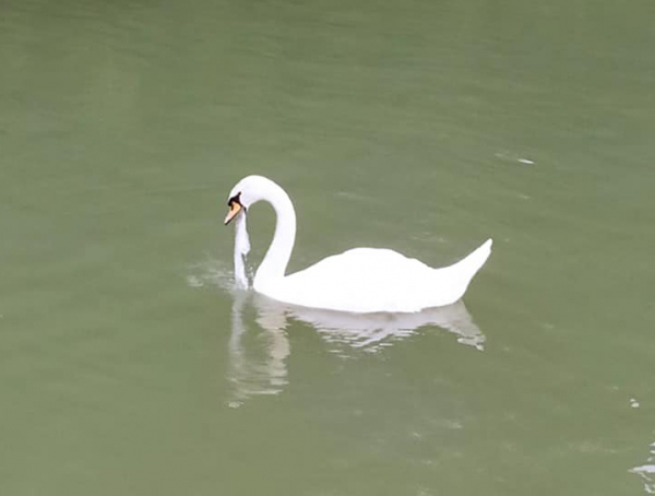 1560093181_62105029_2300610350020018_3887815747937763328_n