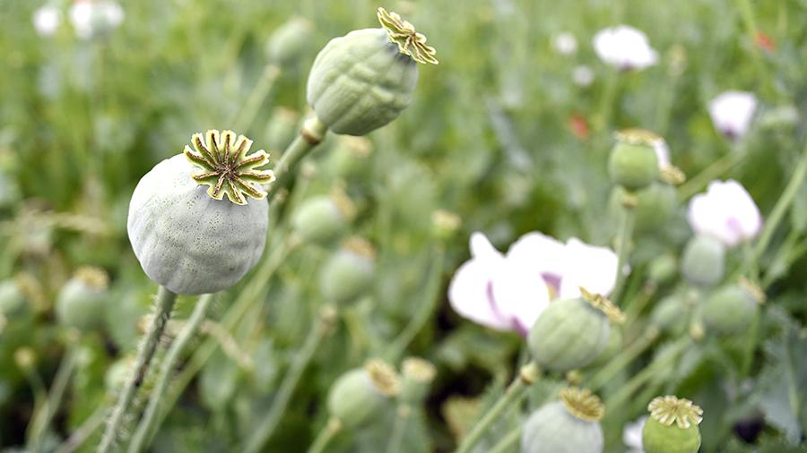 20160628_gaf_u60_008_1