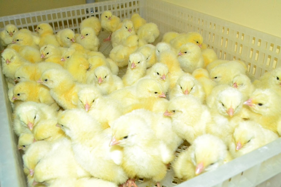 66156265_2098211213814034_3517289945809027072_n