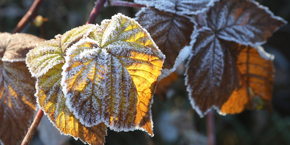 137597421_1541855146150_title1n