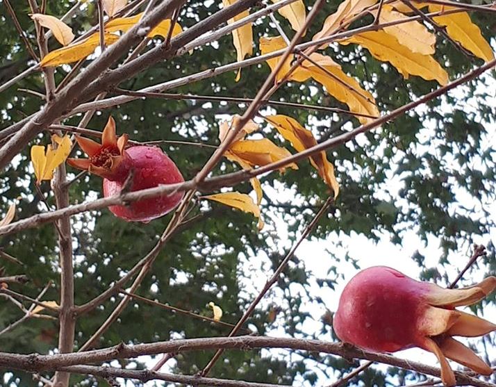 72968067_2469942803100289_325144134002147328_o