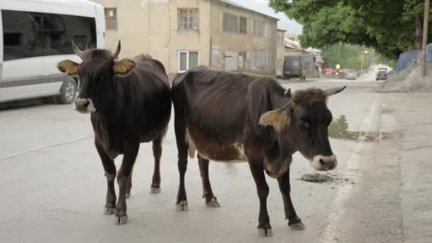 depositphotos_178400930-stock-video-cow-on-the-street-in
