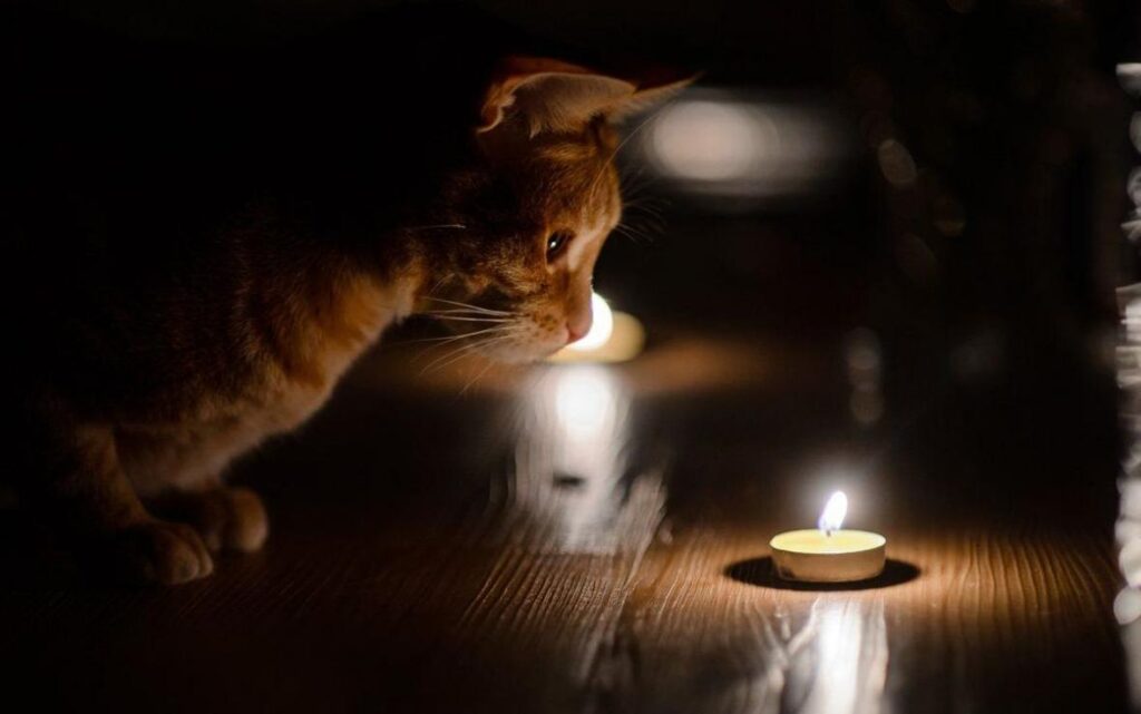 net-sveta-11-1024x641