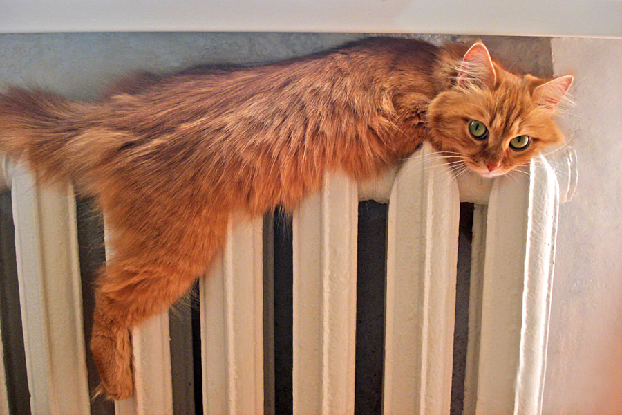 otoplenie-kotik-batareya