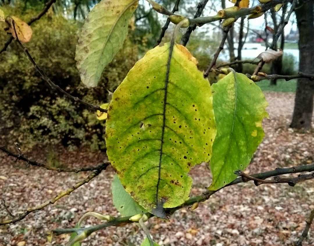 73207867_463444820966504_1378354299948875420_n