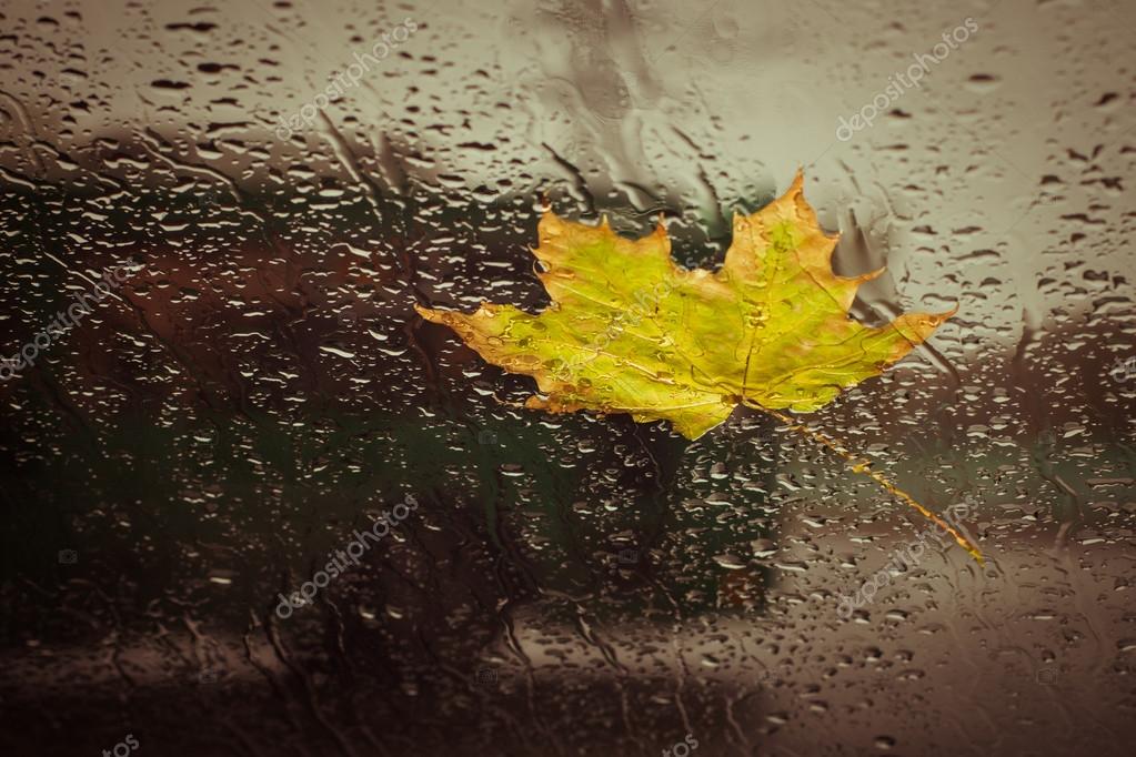 depositphotos_124867372-stock-photo-fallen-yellow-leaf-and-rain