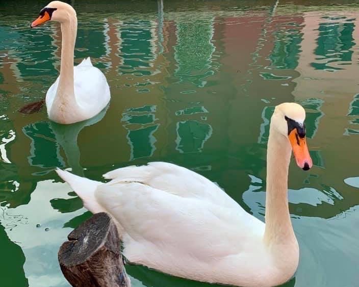 Venetsiya-preobrazilas-wsj