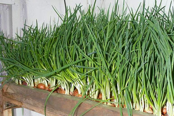 vygonka-luka-na-pero-13