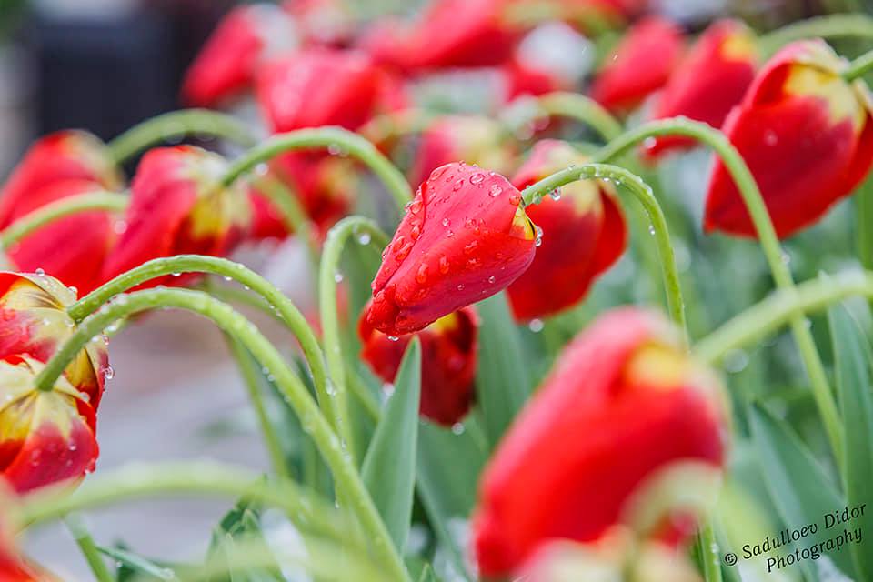 92690104_2815402675255250_4774271129244139520_n