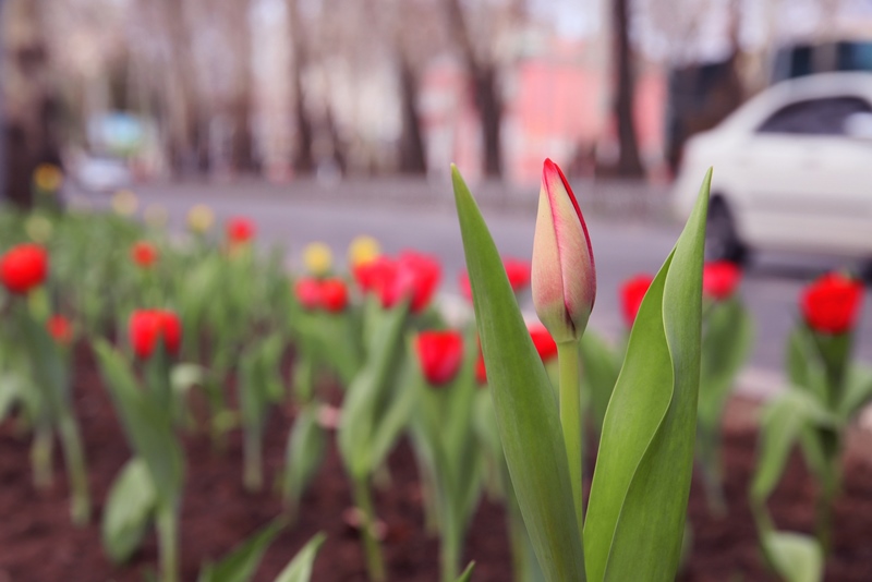 vesna-idet-vesne-dorogu_1