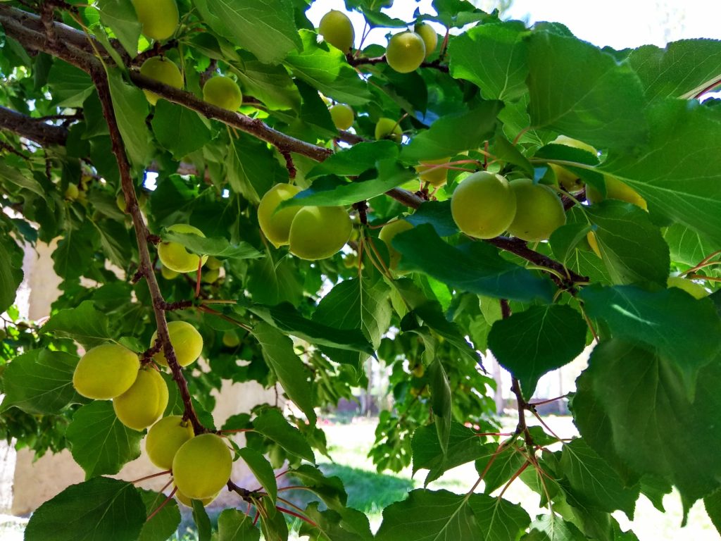 raw-apricot-1024x768