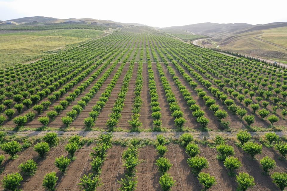 101502782_3882133648523459_4606281231582101504_o