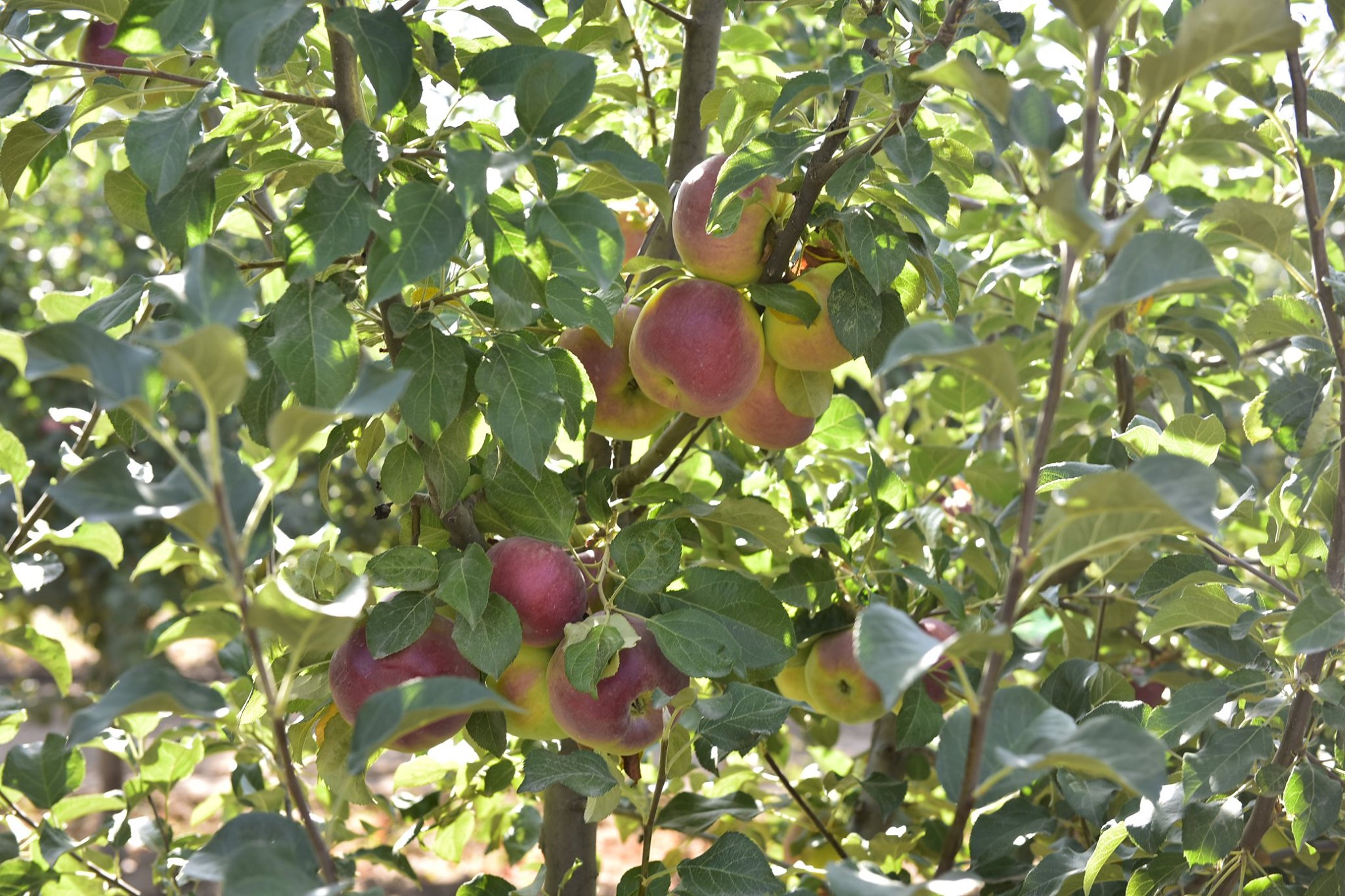 116798476_4182909735112514_5364261200536223156_o