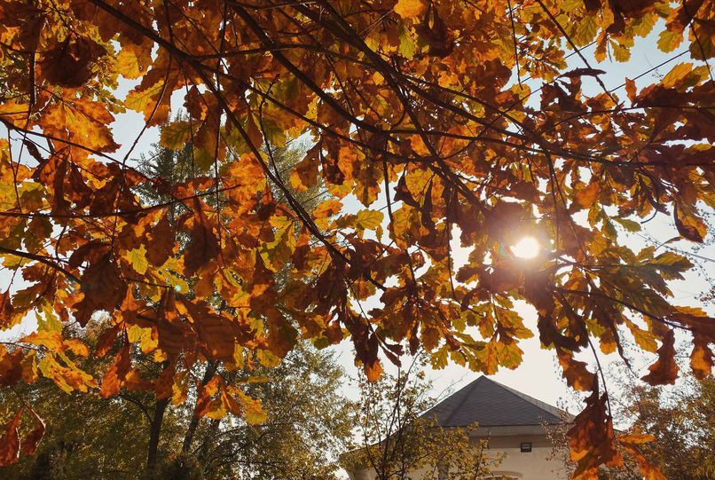 botanical_garden_dushanbe_5_result