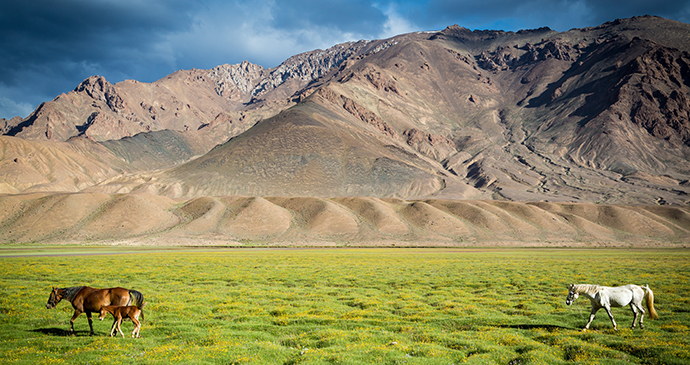 Horse_near_Murghab_Tajikistan_DamonLynch_Shutterstock