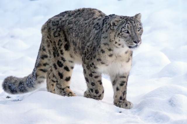 snow-leopard-1972724_1280-640x426