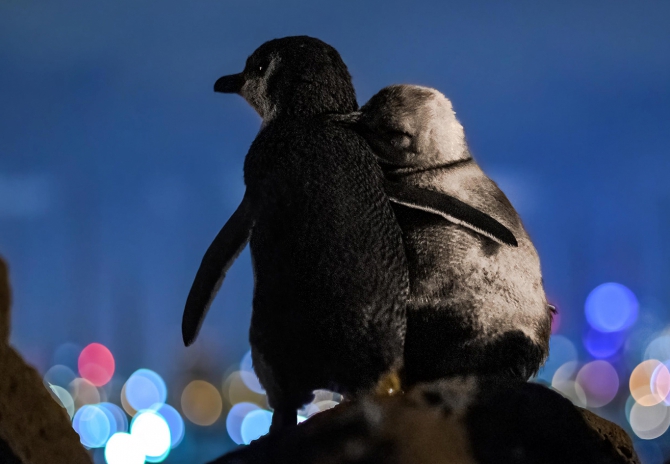 photo-widowed-penguins-cuddle2