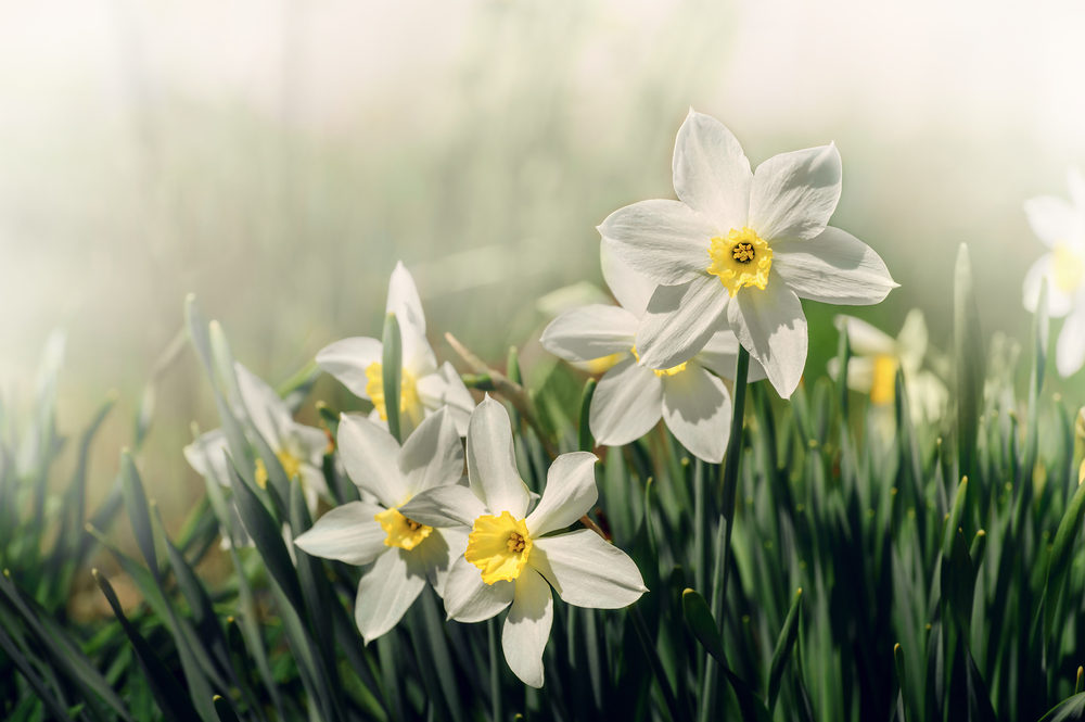 shutterstock_558277645