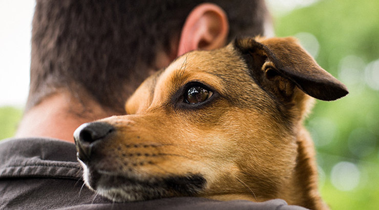 9e4c53e0ae763ca26a951f325fbbd96d_ce_630x350x0x0_fitted_740x0