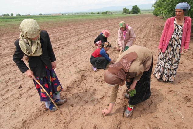 140481_TJAgriculture