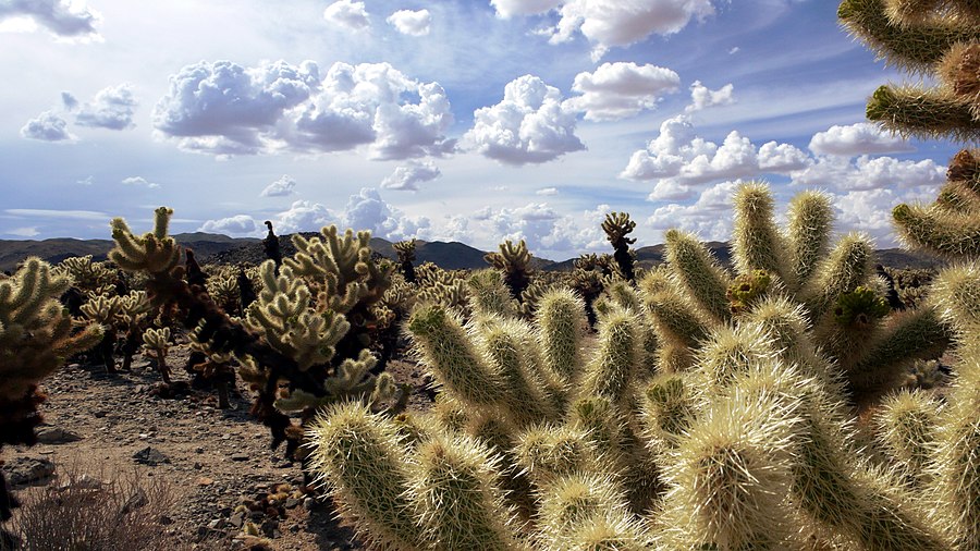 Chollas_with_Clouds