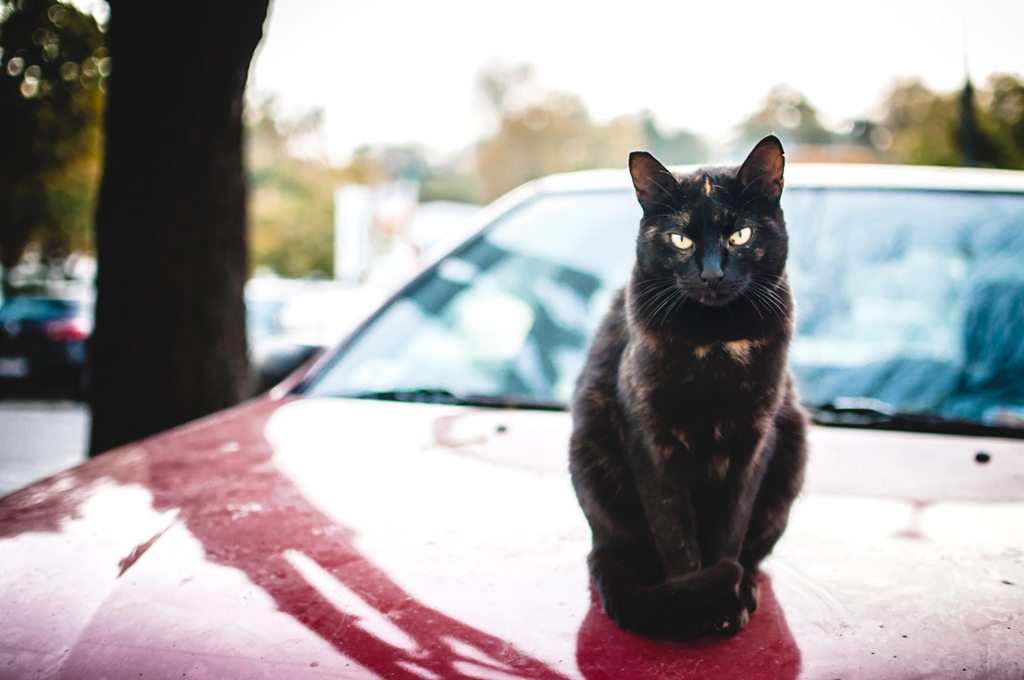 613911-unflle-freitag-der-13-besonders-gefhrlich