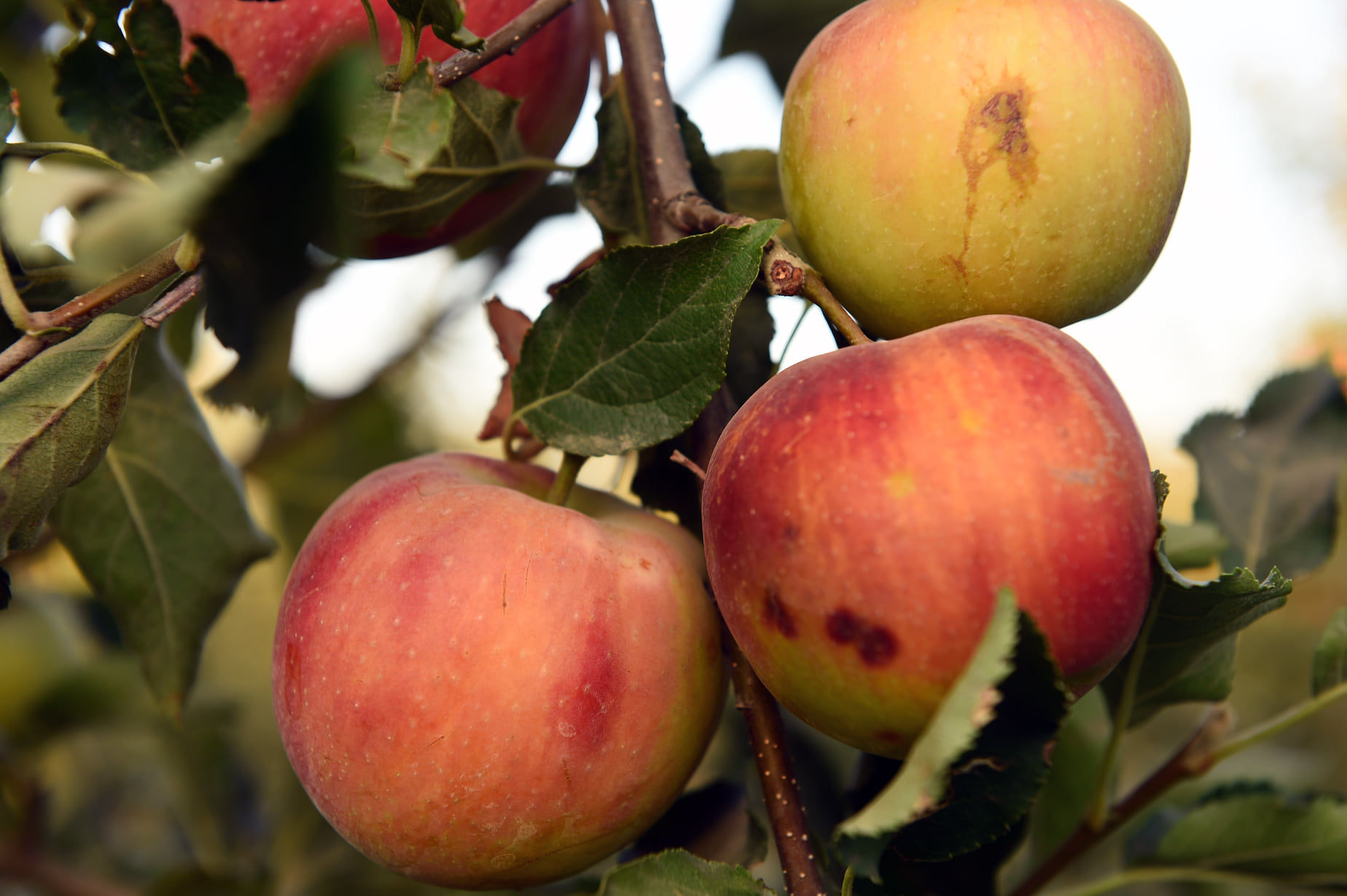 242583780_6122413194495482_2371427216398557116_n