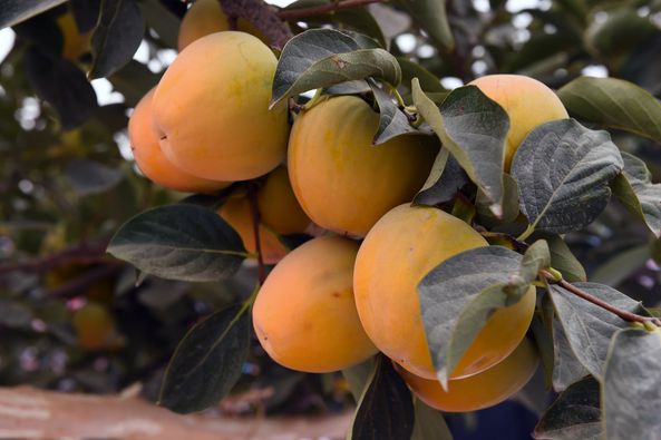 244425936_6213774192026048_8242902132222498999_n