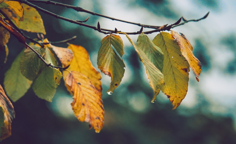 after-the-rain-blur-branches-606455-1