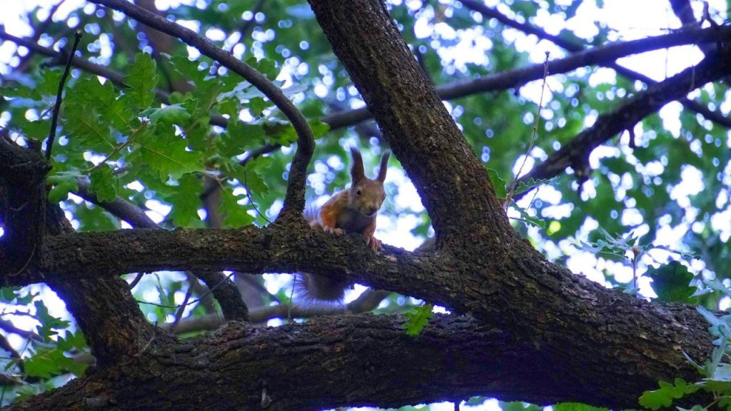 IMG_20211012_172614_252