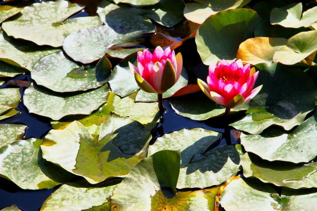 IMG_20211012_172643_797