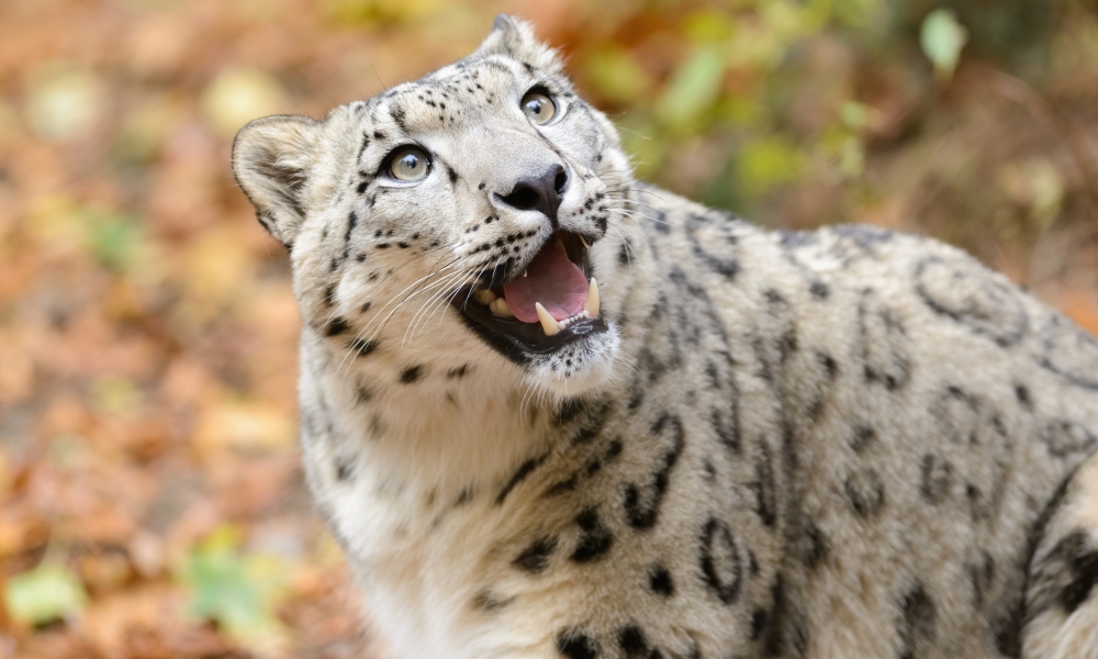 Snow_Leopard_Looking_Up