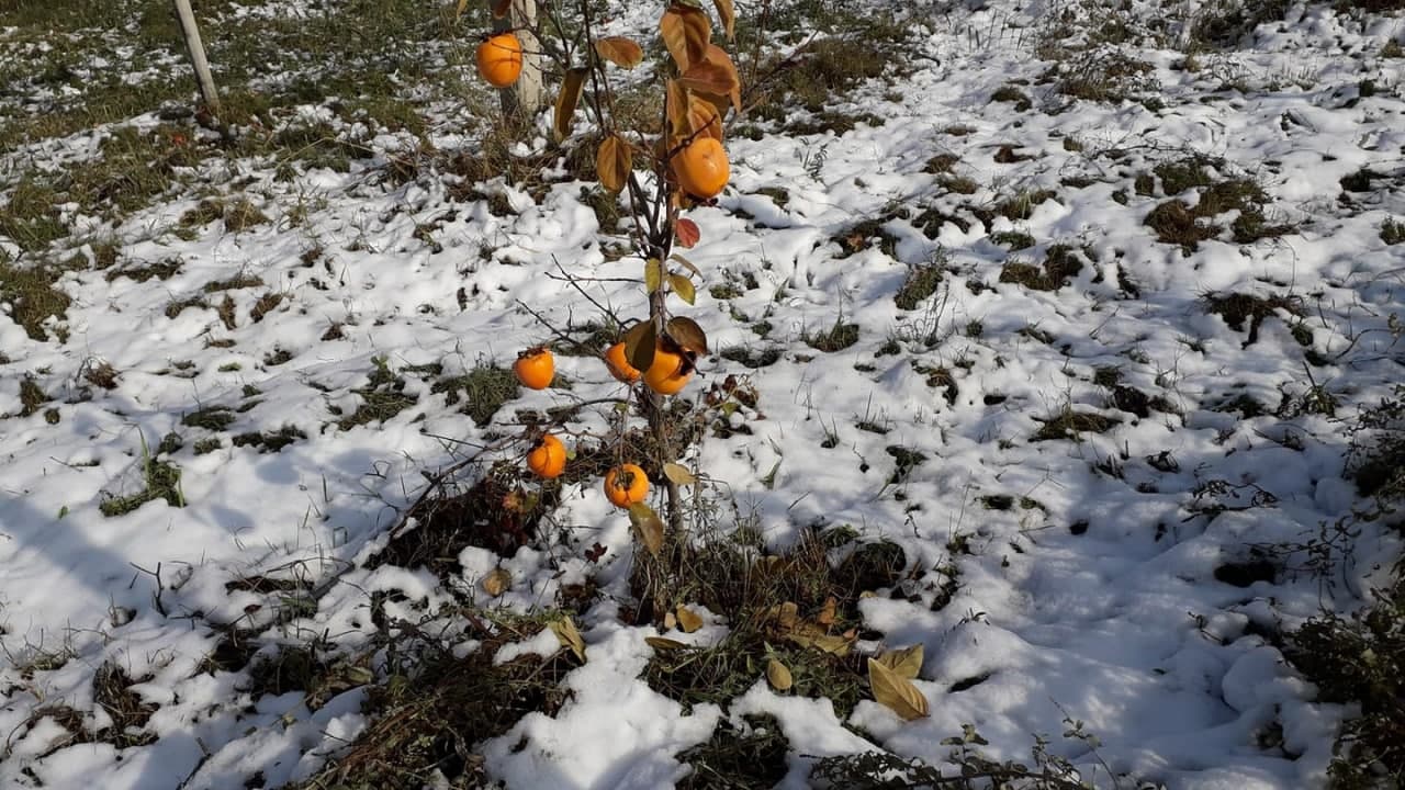 photo_2021-11-18_14-16-11